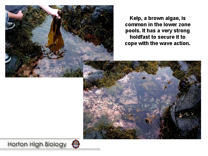 Kelp, a brown algae, is common in the lower zone pools. It has a