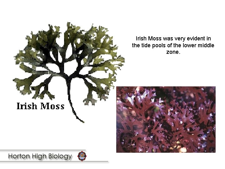 Irish Moss was very evident in the tide pools of the lower middle zone.