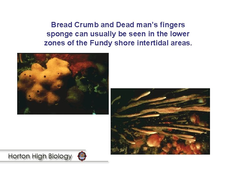 Bread Crumb and Dead man’s fingers sponge can usually be seen in the lower