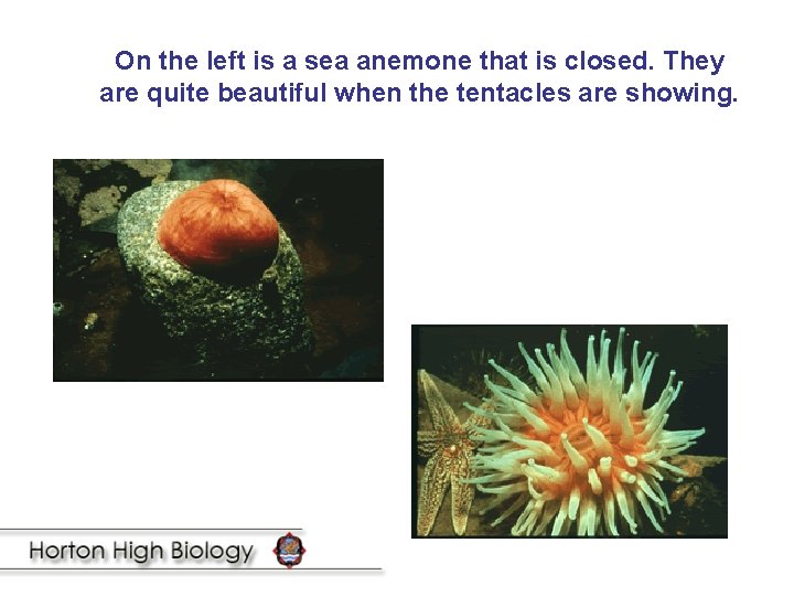 On the left is a sea anemone that is closed. They are quite beautiful
