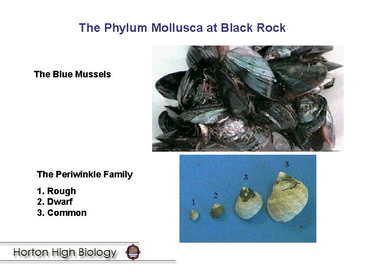 The Phylum Mollusca at Black Rock The Blue Mussels The Periwinkle Family 1. Rough