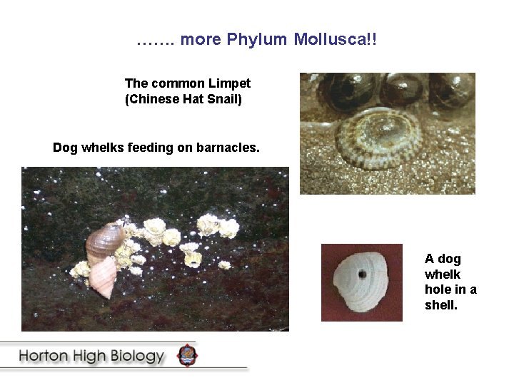 ……. more Phylum Mollusca!! The common Limpet (Chinese Hat Snail) Dog whelks feeding on