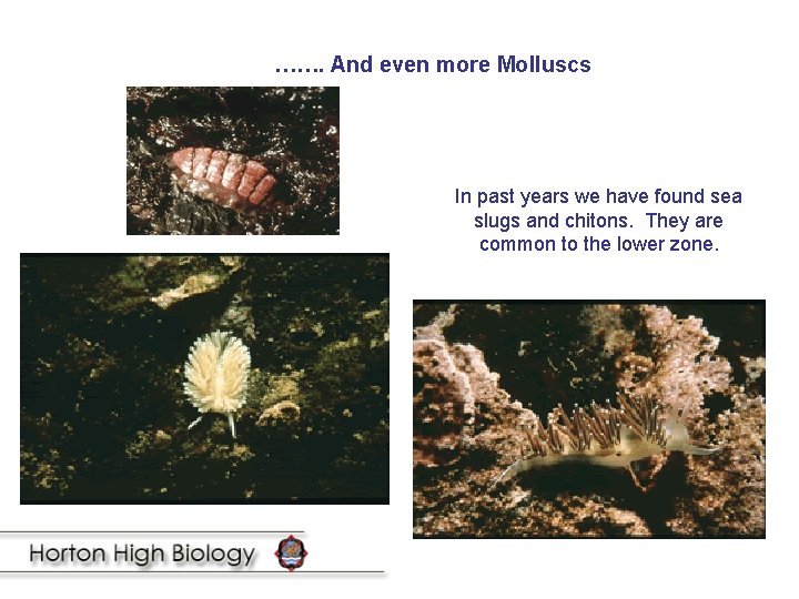 ……. And even more Molluscs In past years we have found sea slugs and