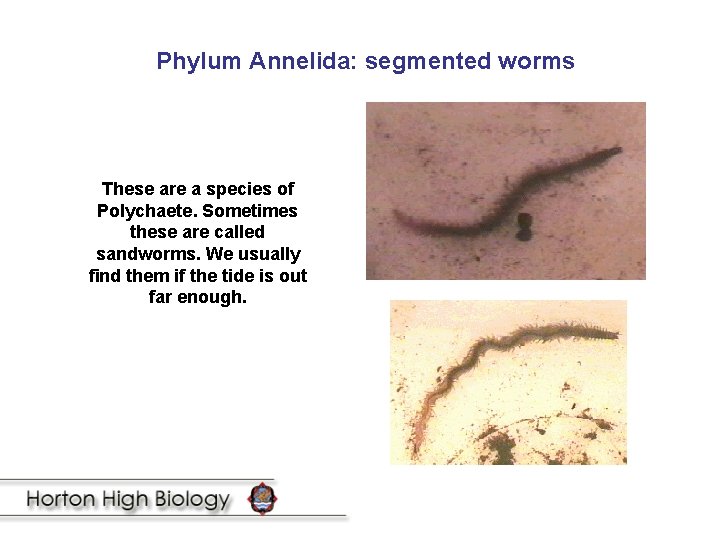 Phylum Annelida: segmented worms These are a species of Polychaete. Sometimes these are called