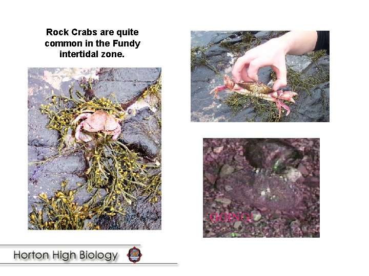 Rock Crabs are quite common in the Fundy intertidal zone. 