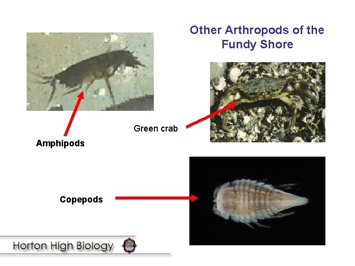 Other Arthropods of the Fundy Shore Green crab Amphipods Copepods 