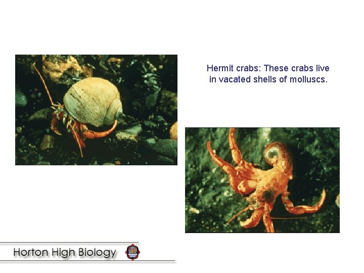 Hermit crabs: These crabs live in vacated shells of molluscs. 