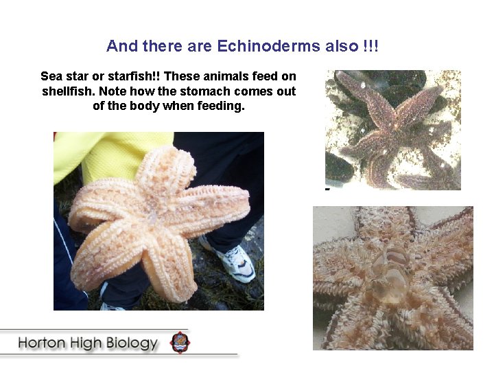 And there are Echinoderms also !!! Sea star or starfish!! These animals feed on