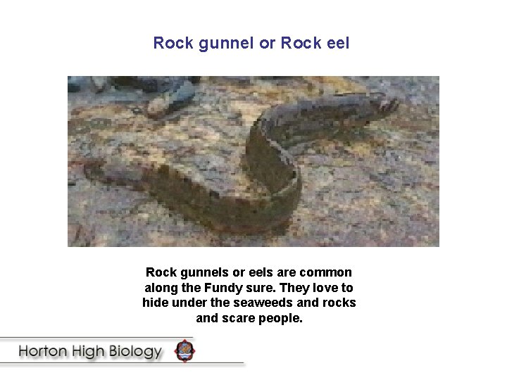Rock gunnel or Rock eel Rock gunnels or eels are common along the Fundy