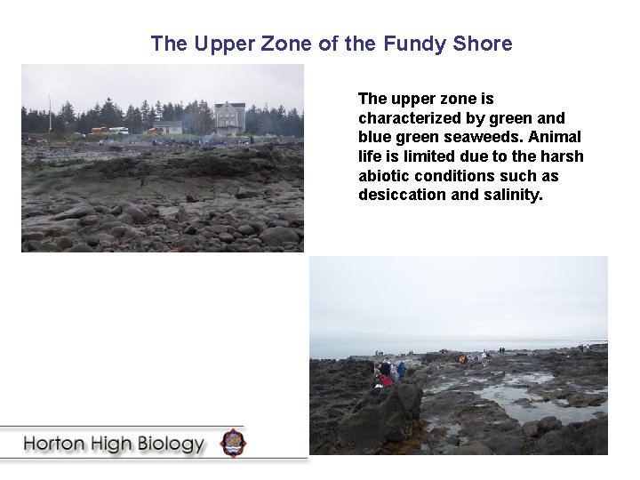 The Upper Zone of the Fundy Shore The upper zone is characterized by green