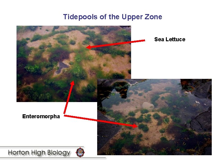 Tidepools of the Upper Zone Sea Lettuce Enteromorpha 
