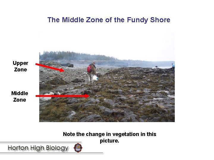 The Middle Zone of the Fundy Shore Upper Zone Middle Zone Note the change