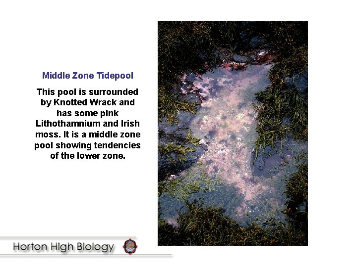 Middle Zone Tidepool This pool is surrounded by Knotted Wrack and has some pink