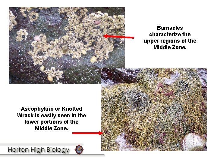 Barnacles characterize the upper regions of the Middle Zone. Ascophylum or Knotted Wrack is