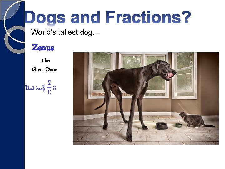 World’s tallest dog… Zenus The Great Dane World’s tallest dog… Zenus The Great Dane