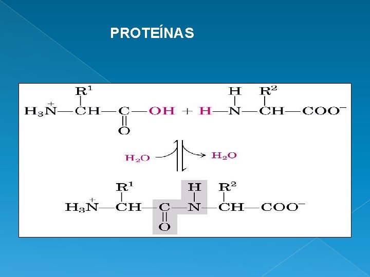 PROTEÍNAS 