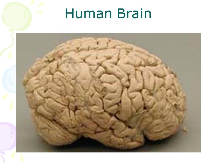 Human Brain 