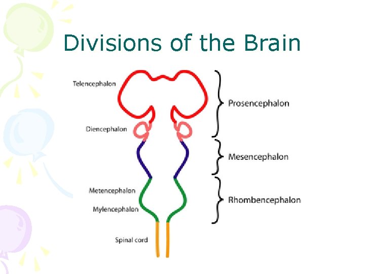 Divisions of the Brain 