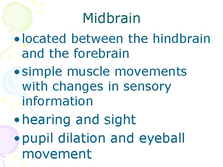 Midbrain • located between the hindbrain and the forebrain • simple muscle movements with