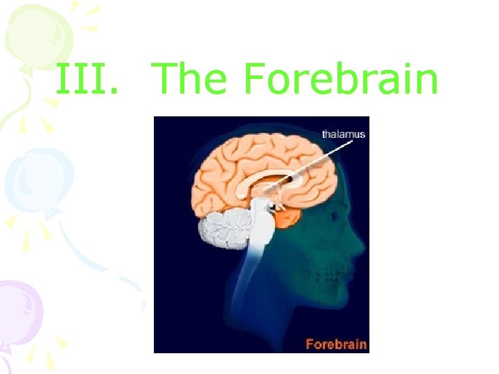 III. The Forebrain 