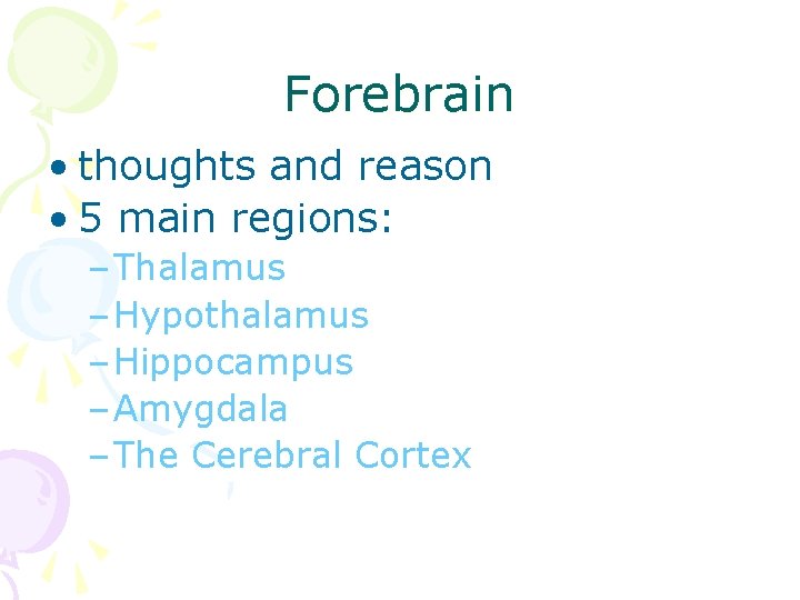 Forebrain • thoughts and reason • 5 main regions: – Thalamus – Hypothalamus –