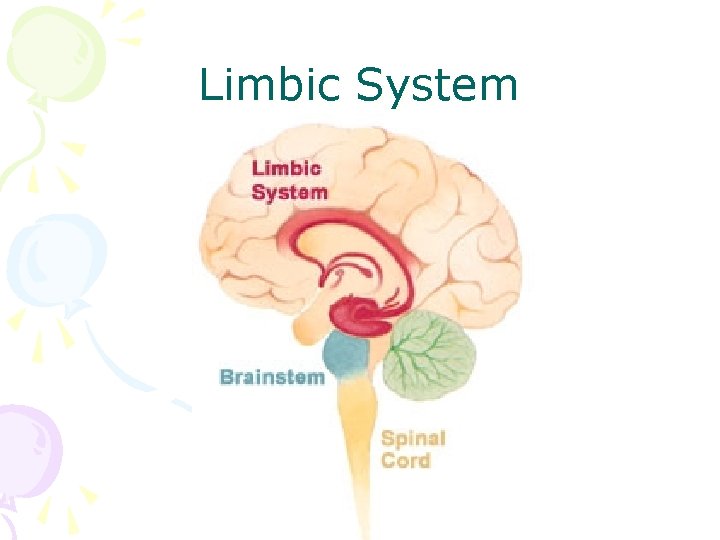 Limbic System 