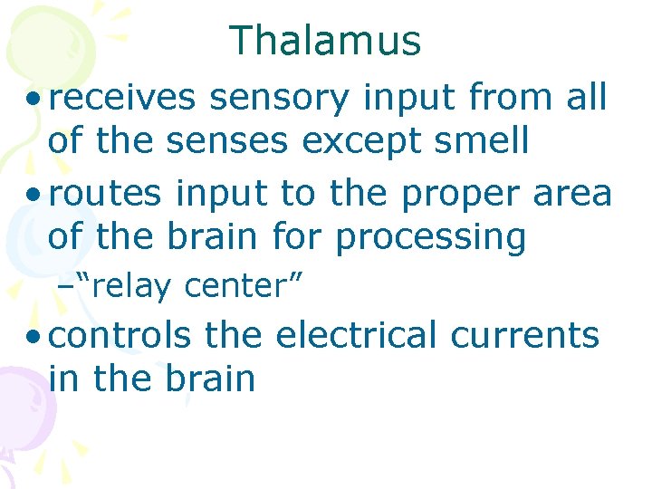 Thalamus • receives sensory input from all of the senses except smell • routes