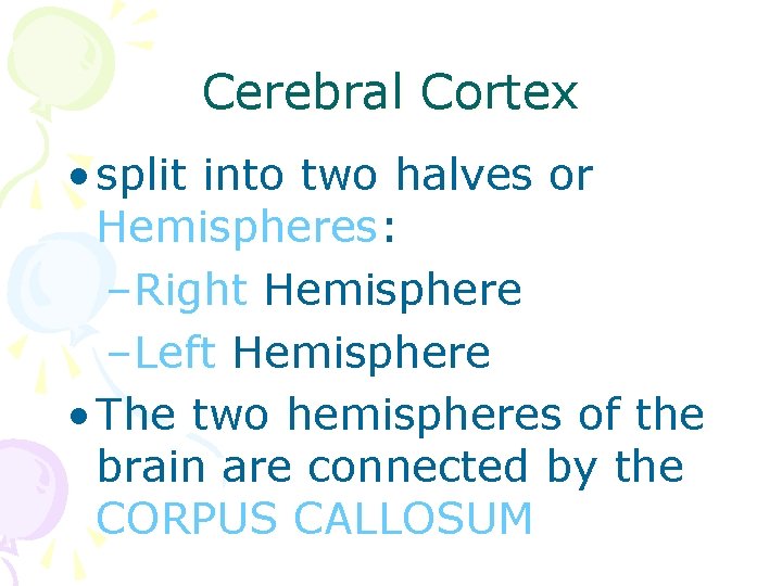 Cerebral Cortex • split into two halves or Hemispheres: –Right Hemisphere –Left Hemisphere •