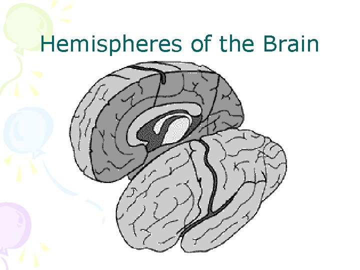 Hemispheres of the Brain 