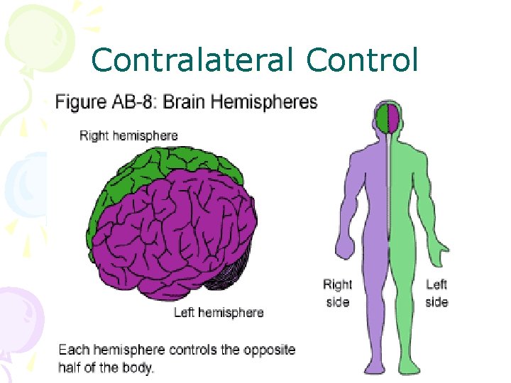 Contralateral Control 