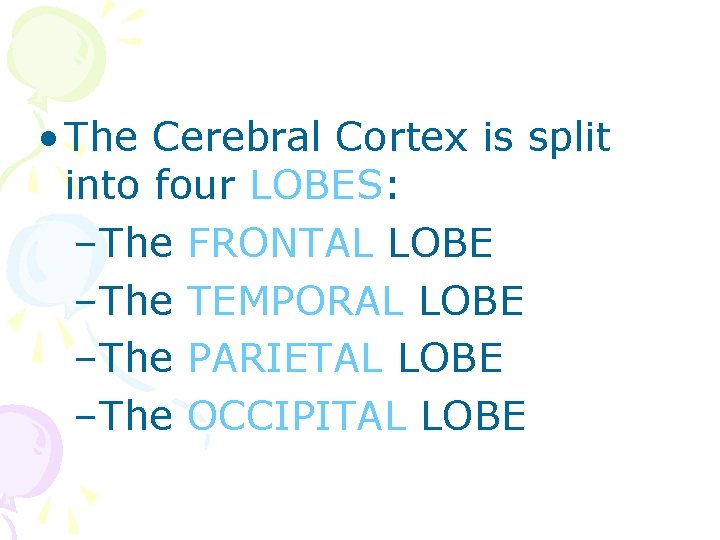  • The Cerebral Cortex is split into four LOBES: –The FRONTAL LOBE –The