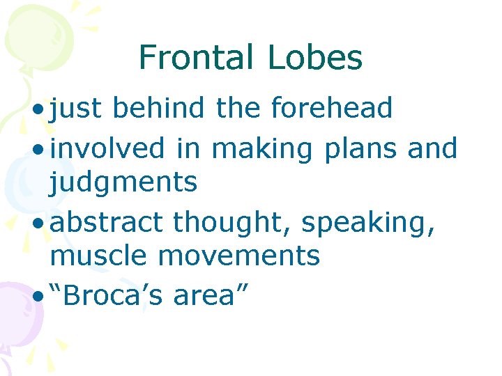 Frontal Lobes • just behind the forehead • involved in making plans and judgments