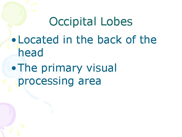 Occipital Lobes • Located in the back of the head • The primary visual