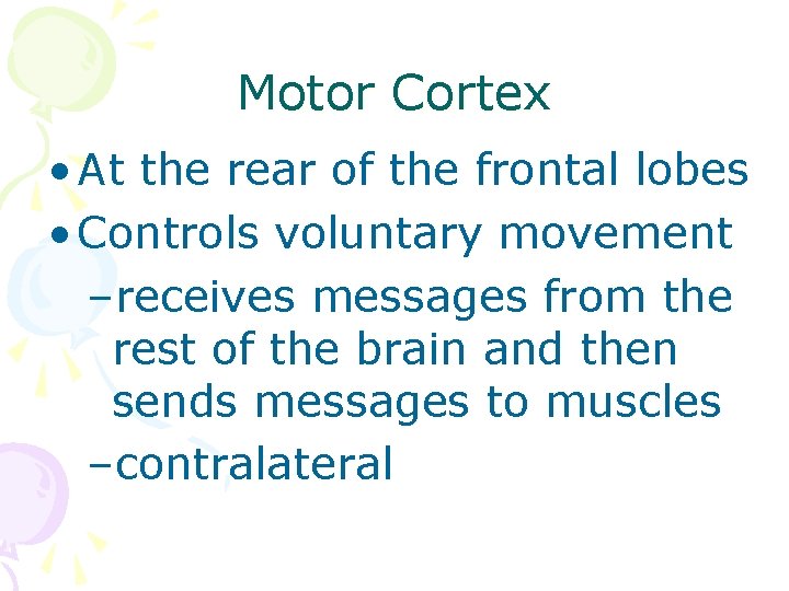 Motor Cortex • At the rear of the frontal lobes • Controls voluntary movement