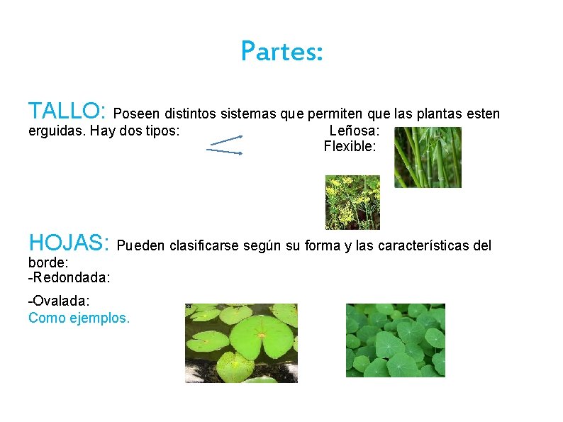 Partes: TALLO: Poseen distintos sistemas que permiten que las plantas esten erguidas. Hay dos