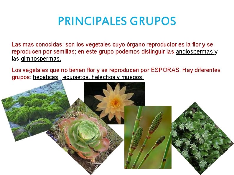 PRINCIPALES GRUPOS Las mas conocidas: son los vegetales cuyo órgano reproductor es la flor