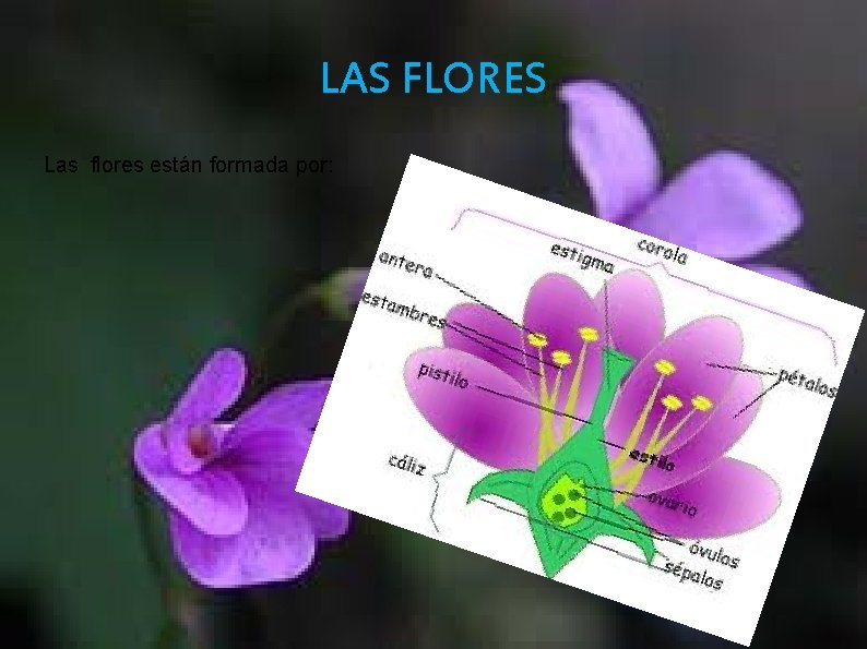 LAS FLORES Las flores están formada por: 