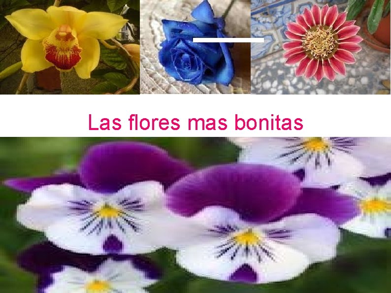  • Las flores mas bonitas • 