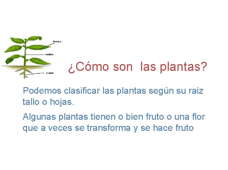 ¿Cómo son las plantas? Podemos clasificar las plantas según su raiz tallo o hojas.