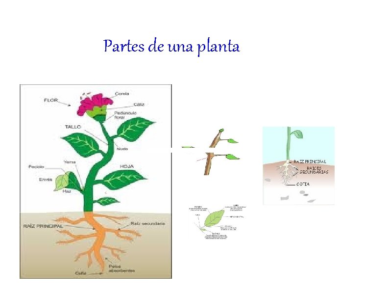 Partes de una planta 