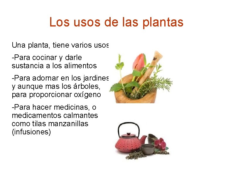 Los usos de las plantas Una planta, tiene varios usos: -Para cocinar y darle