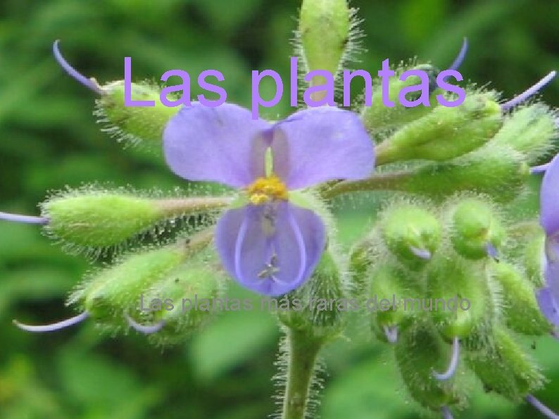 Las plantas más raras del mundo 