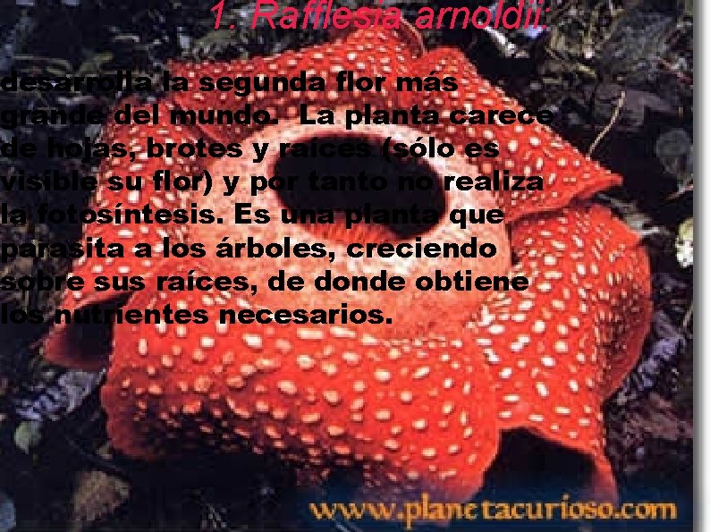 1. Rafflesia arnoldii: desarrolla la segunda flor más grande del mundo. La planta carece