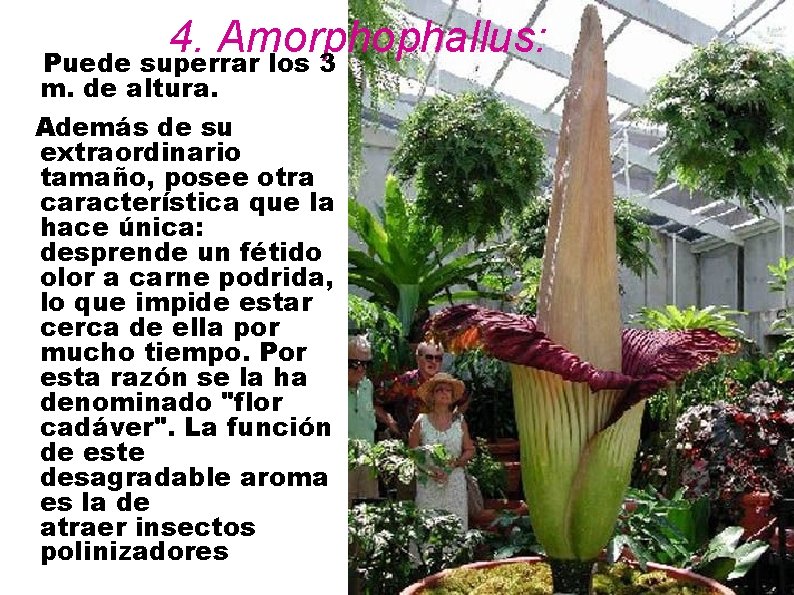 4. Amorphophallus: Puede superrar los 3 m. de altura. Además de su extraordinario tamaño,