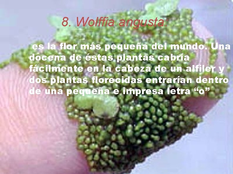 8. Wolffia angusta: es la flor más pequeña del mundo. Una docena de éstas