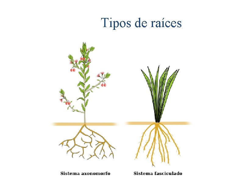  Tipos de raíces 