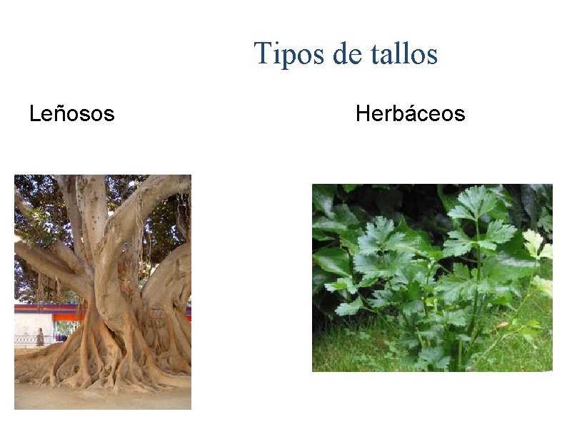 Tipos de tallos Leñosos Herbáceos 