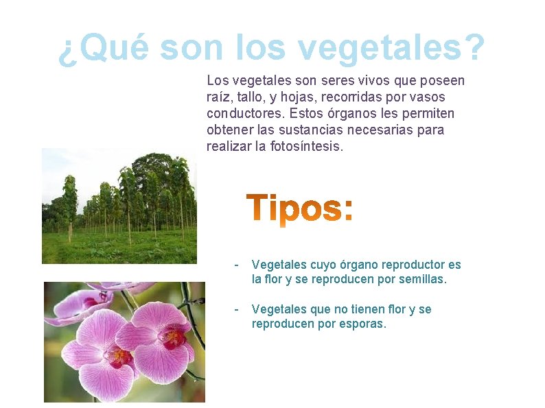 ¿Qué son los vegetales? Los vegetales son seres vivos que poseen raíz, tallo, y