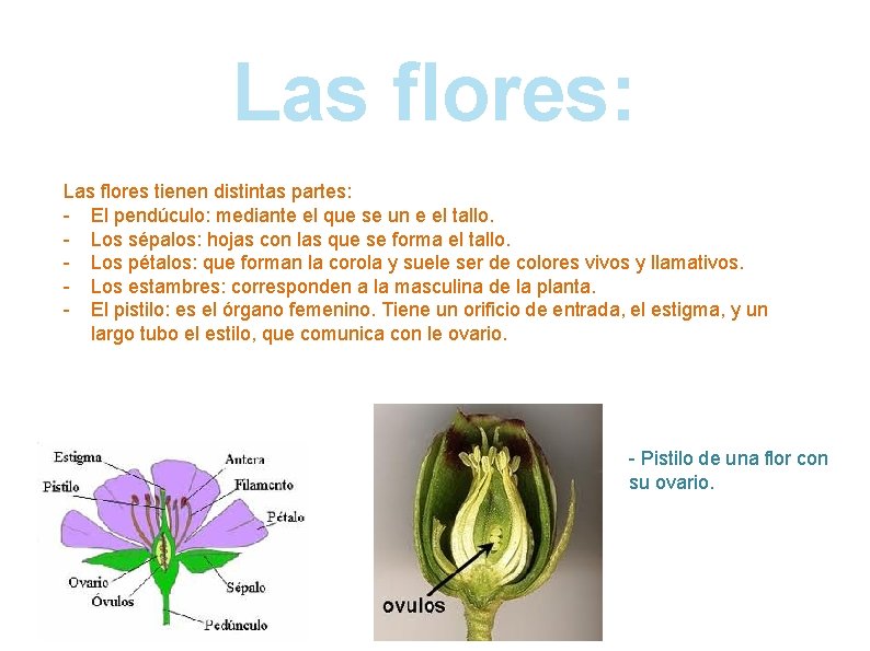 Las flores: Las flores tienen distintas partes: - El pendúculo: mediante el que se