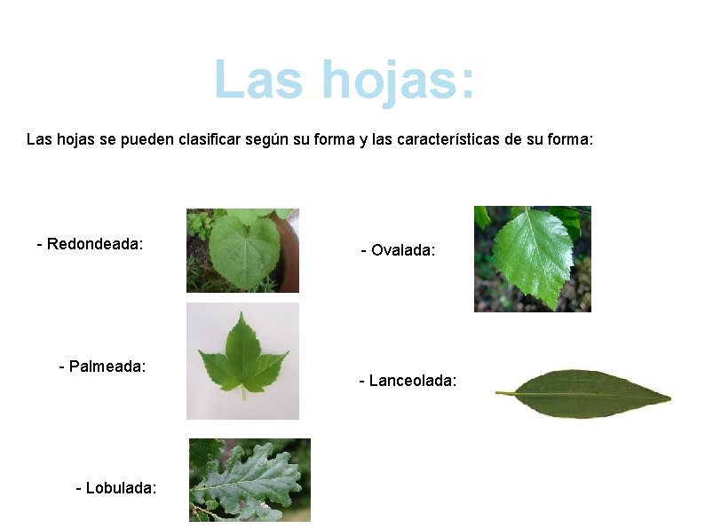Las hojas: Las hojas se pueden clasificar según su forma y las características de